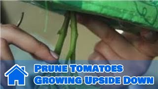 Tomatoes and Indoor Vegetable Gardens : How to Prune Tomatoes Growing Upside Down