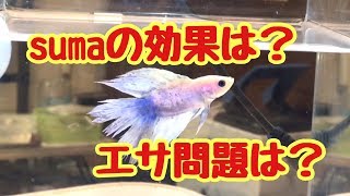 sumaの効果と断食の結果は？【ベタ】