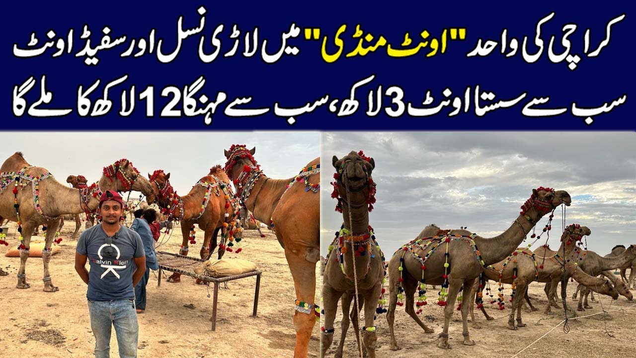 Camel Mandi Pakistan | Sab se Mehenga 12 Lakh Ka Camel | Camel Mandi Karachi