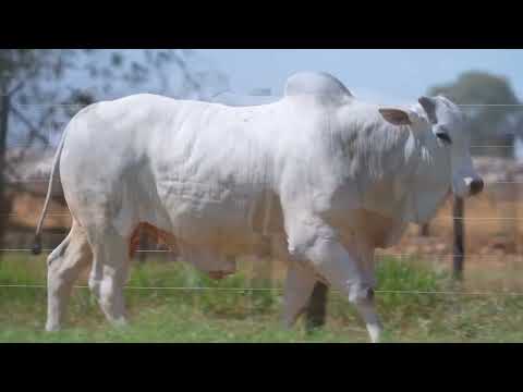 LOTE 120 - B 7727