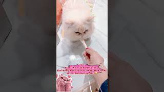 #promopydaysale #joinlivecatsnus #freezedried #kesehatanbulu #makanankucingsehat