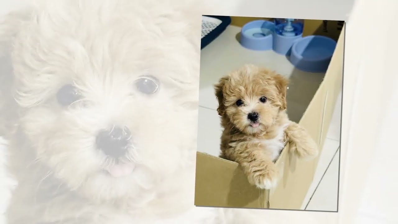 Watch at your own risk: Cuteness Overloaded 🐶💖