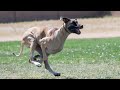 Best of Great Dane | The Apollo of dogs