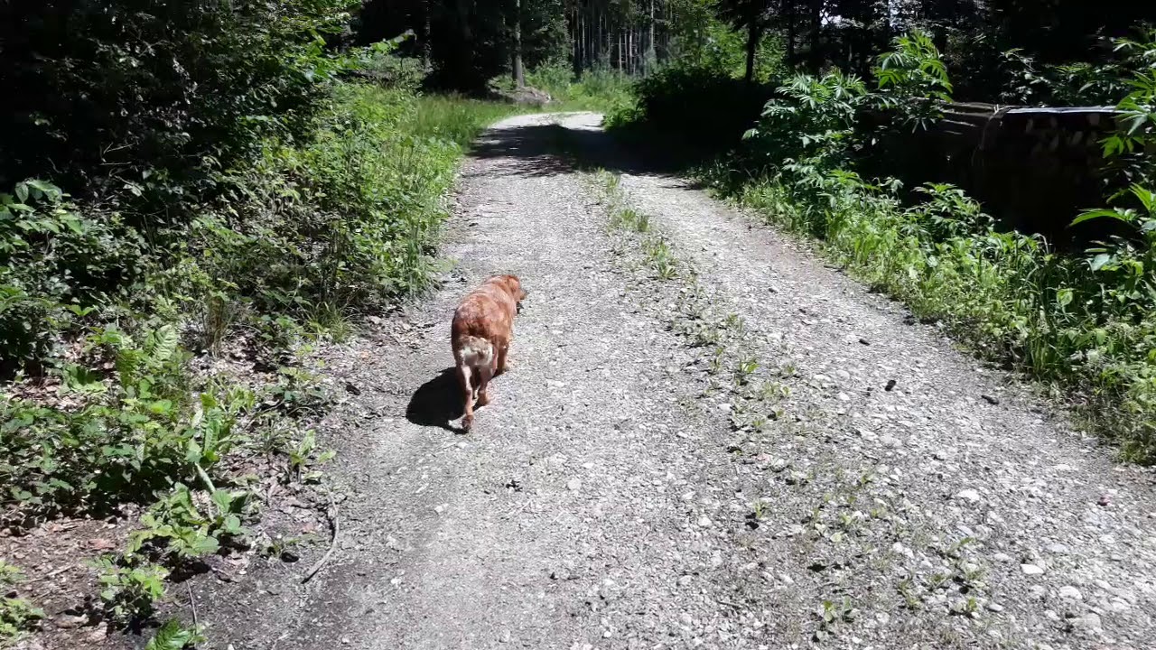 Dog walk in Swiss forest meditation for dogs