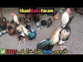 💯🐓Today Jawa Aseel rooster With dasi Chickens full video