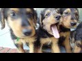 Airedale Terrier Puppies for Sale Video - S & S Family Airedales - Aaliyah's Boys @ 7 Weeks Airedale Terrier Puppies for Sale Video - S & S Family Airedales - Aaliyah's Boys @ 7 Weeks