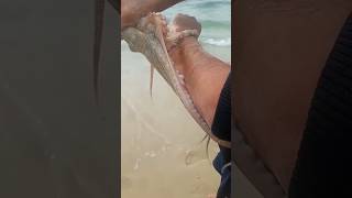 Octopus Insan Ka Hath Kha Rahi Hai Rare Video