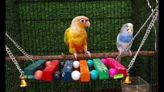 Conure budgie amazing love & playing #rbnbirds #birds #budgies #lovebirds #parrot #pets
