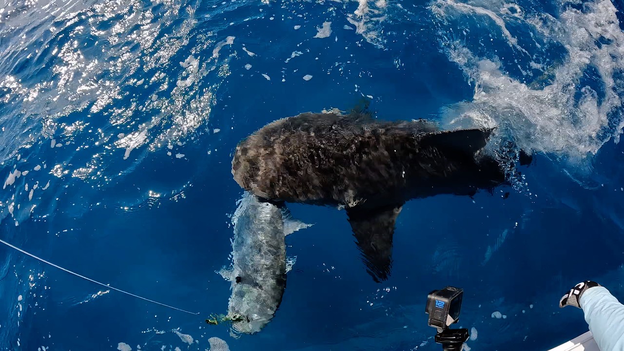 Big Topwater Action: в 100 км от острова Фрейзер!