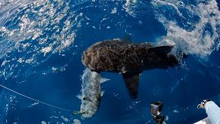 Big Topwater Action: 100km Out from Fraser Island!