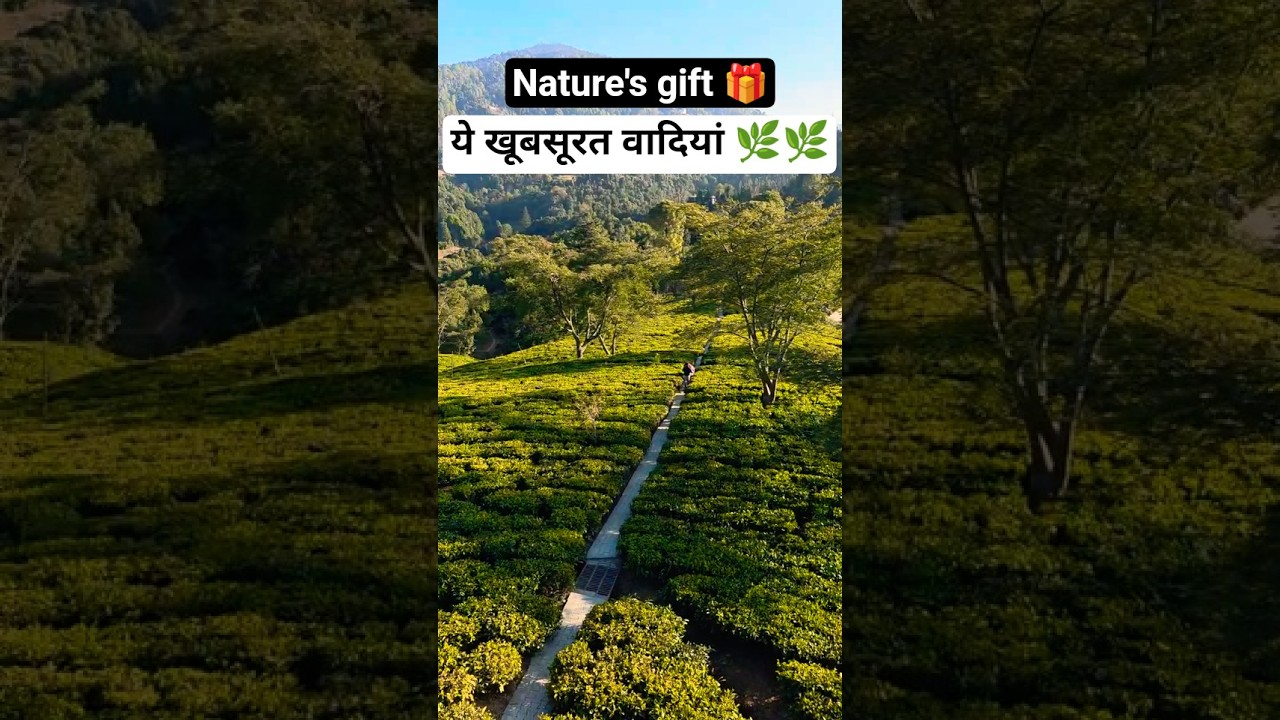 Beautiful Tea garden uttarakhand 🌿🌿🌿