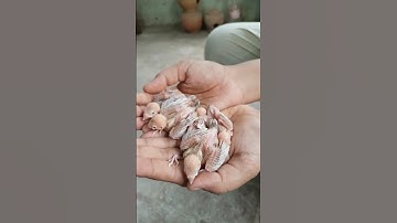 Fawn Java Chicks  #birds #birdvideos #birdshorts #shorts