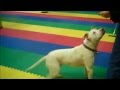 Richmond SCPA School for Dogs Tricks Training Richmond SCPA School for Dogs Tricks Training