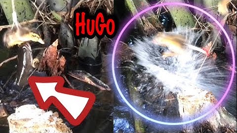 Câu Cá Lóc Bằng Vịt HuGo Trở Lại, snakehead fishing with hugo sticky duck