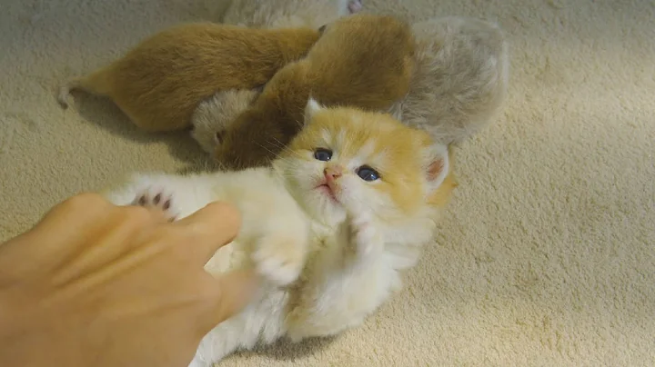 Watch the video about So, dangerous! Kitten Pudding Fights with Human to Protect sleeping Babys