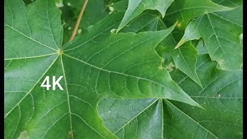 Relaxing Nature – the Maple Tree in the Rain (No Music, Natural Sound, 4K)
