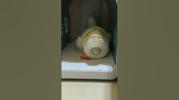 Duck laying a a egg that looked soo easy