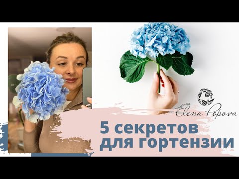 Доставка цветов Порт: запрет Букет тюльпанів букетов нате дом, 24hflowers net