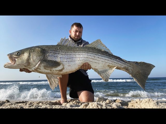 The 2022 Fall Run of Striped Bass 