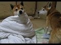 犬が考えた愛嬌たっぷり かくれんぼ 柴犬まめとちゃめ