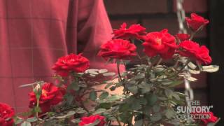 Rose Breeder Shares Secrets of Sunrosa Landscape Roses