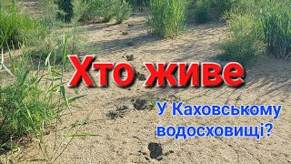 Хто живе у Каховському водосховищі окрім диких кабанів?