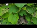 How to update mockingbird nest is in our grape plants nature wide open transit farm