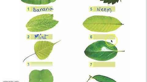 Class 3 PSEB My World (Environment Studies) - Colourful leaves (Lesson- 6) (Part 1)