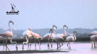 Ria de Aveiro - Património natural único