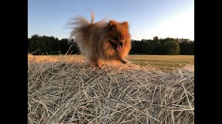 !!Careful, it's cute!! Pomeranian Britney conquers this interesting world. by ShirliMur 416 views 1 year ago 7 minutes, 28 seconds