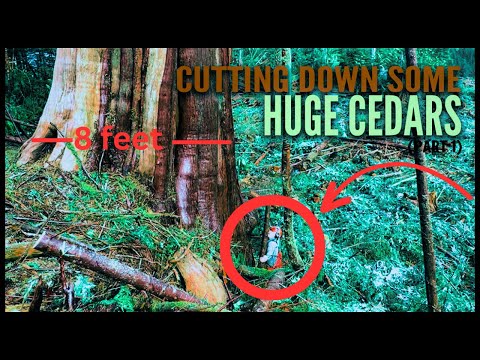 Huge Red Cedar on a ledge | with my little saw 572 husky