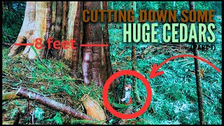 Huge Red Cedar on a ledge | with my little saw 572 husky