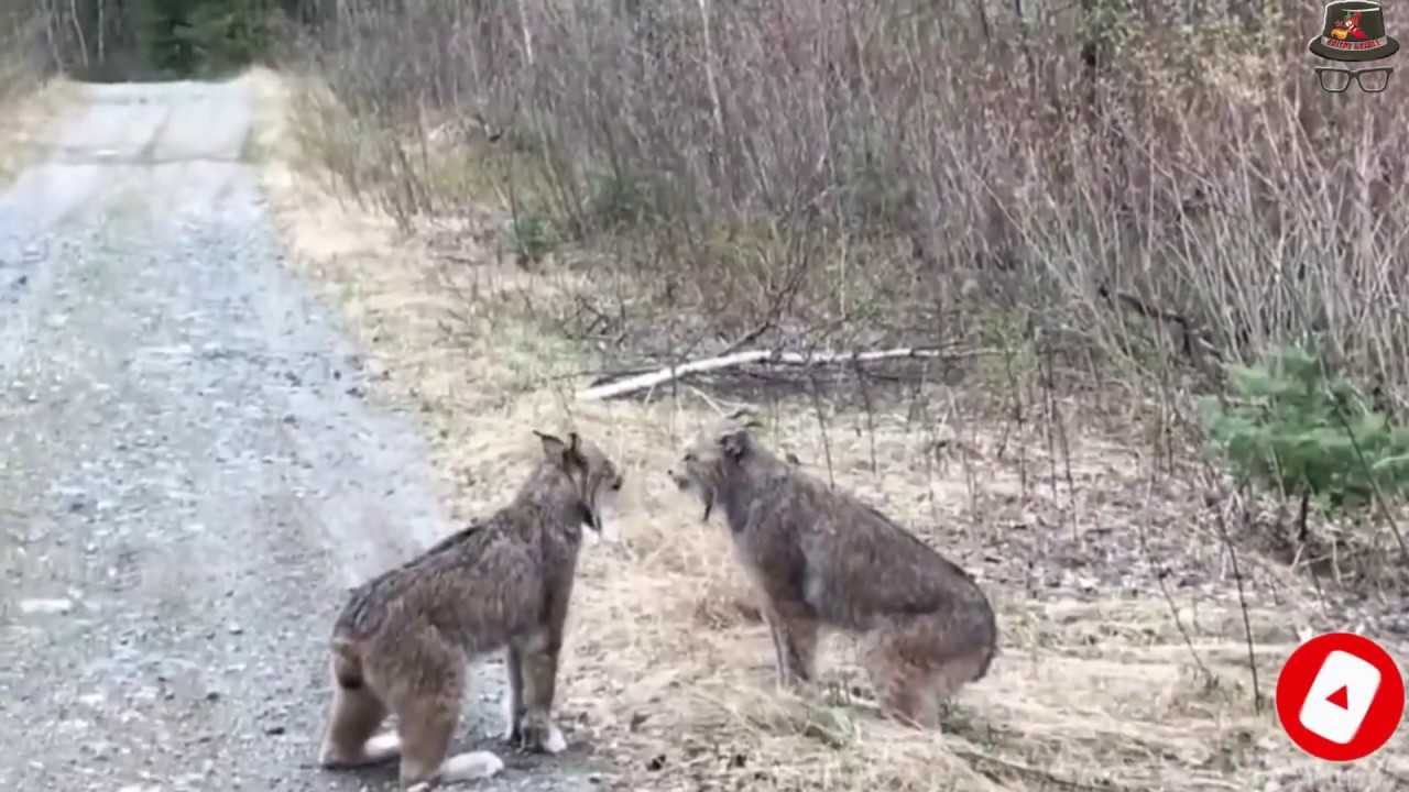 Top Wild Animals on The Road 2020 YouTube