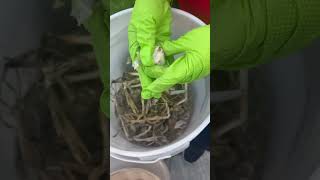Quitándoles la tierra a los ajos
