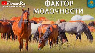 🐎Секрет вкуса кумыса. ДНК аборигенных пород Казахстана. Дойка кобыл в Алаколь Асыл Жылкысы. 2 часть