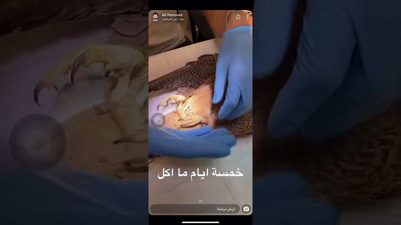 ٢٢ ماذا يحصل لاجسام الطيور عموما وبالتحديد الصقور حينما لا يتحصل على الغذاء ( الجوع )