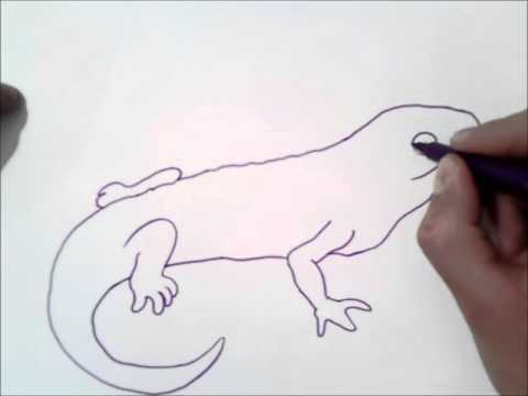 Video: Cómo Dibujar Un Urogallo