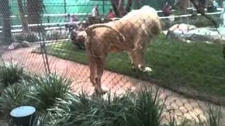 Lion Peeing At People