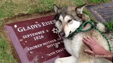 Why do dogs cry when their owner dies?