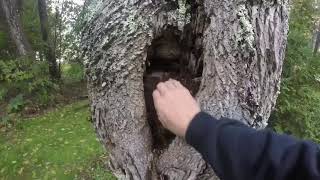 Ash tree removal