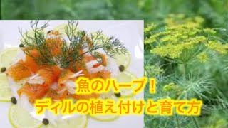 ディルの育て方 魚料理とピクルスの定番ハーブ 概要欄読んでね Youtube ディルの育て方 魚料理とピクルスの定番ハーブ 概要欄読んでね Youtube