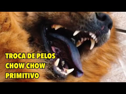 Vídeo: Chow-chows perdem pelo?