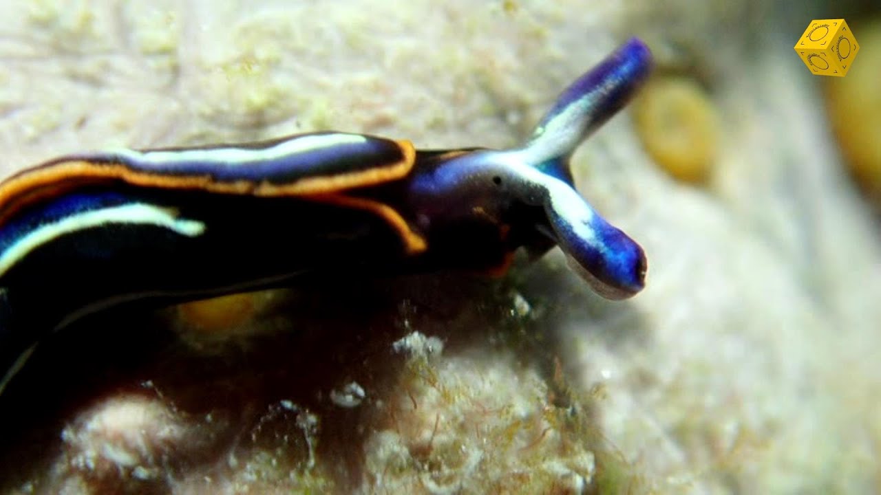 Milimétrico gasterópodo marino, Thuridilla hopei