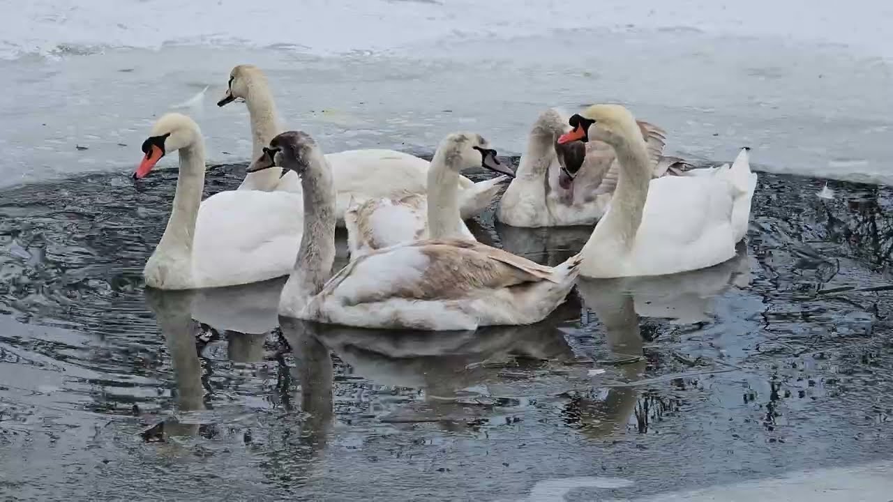 2026-01-12 LJUBLJANA Krajinski park Tivoli ANSERIFORMES Cygnus olor LABOD GRBEC
