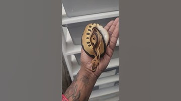 Leopard blade clown #snake #ballpythons #cute #leopard #blade #clown #breeding #breeder #shorts