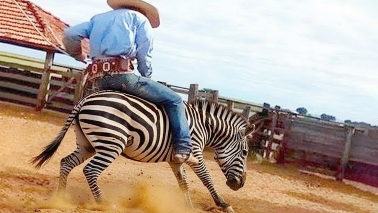 WHEN YOU TRY TO RIDE A ZEBRA, THIS HAPPENS! - YouTube