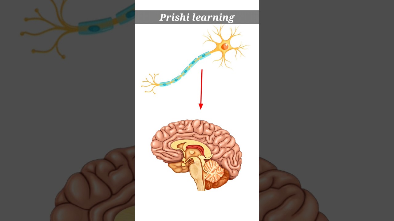 Mustard oil banned as cooking oil in Europe & USA 