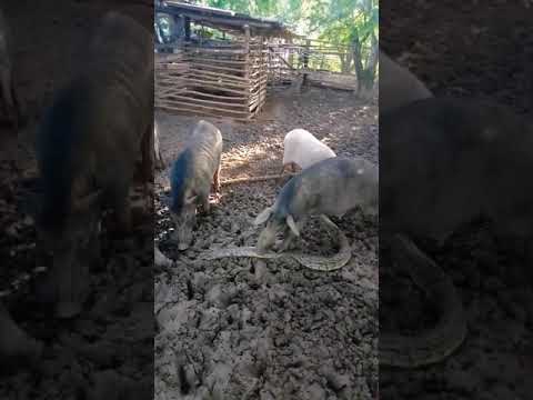 หมูป่ากินงู #ขอโทษนะน้อนเหลือม