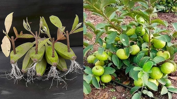 Growing Guava Trees From Cuttings In A 2024