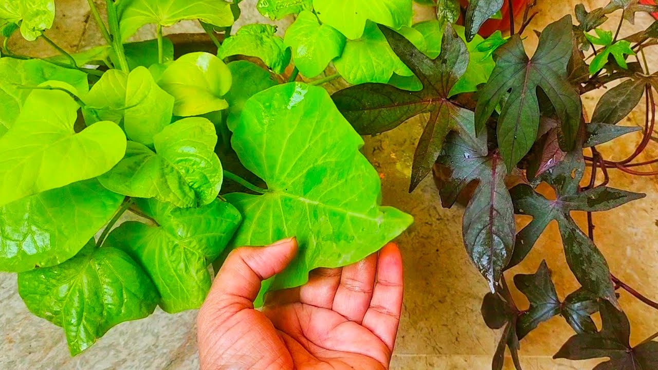 Beautiful Vibrant Ornamental Sweet Potato Vine Propagation + Caring Tips | Hindi/Urdu
